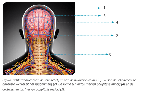 Achteraanzicht van de schedel en de nekwervelkolom. Tussen de schedel en de bovenste wervel zit het ruggenmerg. Ook de kleine zenuwtak (nervus occipitalis minor) en de grote zenuwtak (nervus occipitalis major) staan weergegeven.
