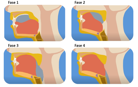 afbeeldingen van de 4 fases van het slikken