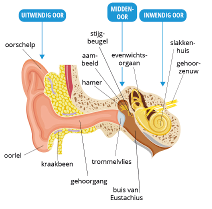 Afbeelding waarop een doorsnede van het oor te zien is, met het uitwendig oor, middenoor en inwendig oor.