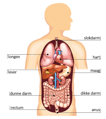 Overzichtsafbeelding bovenlichaam met slokdarm, longen, hart, lever, maag, dunne darm, dikke darm, rectum, anus